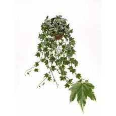 Hedera hel Yellow Ripple 13cm