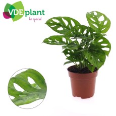 Monstera Adansonii 10cm