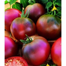Tomato 'Black Russian'   8.5cm