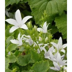 ALPINE Campanula poscharskyana 'E.H.Frost'   9cm