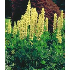 Lupinus 'Chandelier'  2L