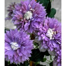 Clematis 'Diamantina' (Evipo039)   3L BLUE