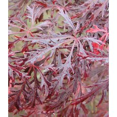 Acer palmatum var. dissectum 'Garnet'   3L