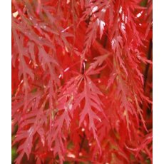 Acer palmatum var. dissectum 'Orangeola'   3L