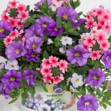 Trixi 'Blueberry Parfait'   1L