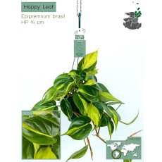 Epipremnum pinn. Happy Leaf (Brasil) Hanging 15cm