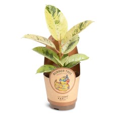 Ficus elastica Shivereana 11cm