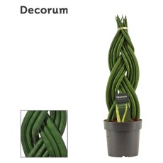 Sansevieria cyl Braid 14cm