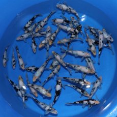 JAPANESE KOI Shiro Utsuri