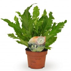 Asplenium nidus 'Campio' 'Air So Pure'   12cm