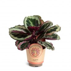 Calathea 'Black Rose'   11cm