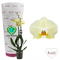 Phalaenopsis 'Golden Coin' 2t 16+   12cm