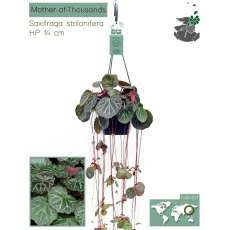 Saxifraga Stolonifera hanging   14cm