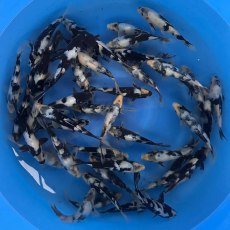JAPANESE KOI Shiro Utsuri