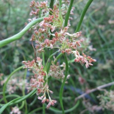 MARGINAL - Juncus effusus spiralis 3L