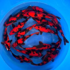 JAPANESE KOI Hi-Utsuri 5-6