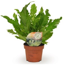 Asplenium nidus Campio Air So Pure 12cm