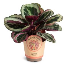 Calathea Black Rose 11cm