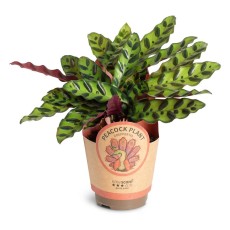 Calathea Insignis 11cm