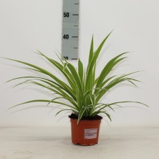 Chlorophytum comm. Ocean 12cm