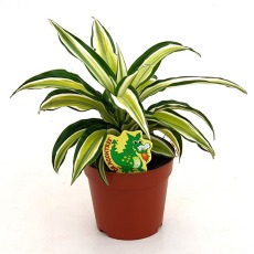 Dracaena frag comp. Malaika 12cm