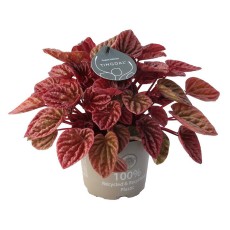 Peperomia cap Quito 12cm