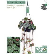 Saxifraga Stolonifera hanging 14cm
