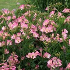 Alstroemeria Summer Break 3L