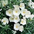 Convolvulus cneorum 3L