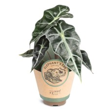 Alocasia Bambino 9cm