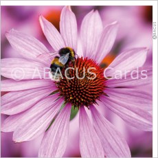BBC Gardeners World Echinacea purpurea Magnus 160x160 Large Sq
