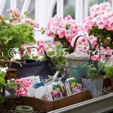 BBC Gardeners World Pelargoniums 160x160 Large Sq BBC Gardeners World Pelargoniums 160x160 Large Sq