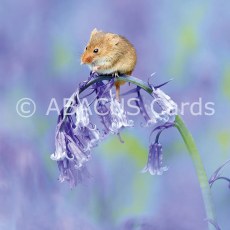 Nature Tales Harvest Mouse 160x160 Large Sq Nature Tales Harvest Mouse 160x160 Large Sq