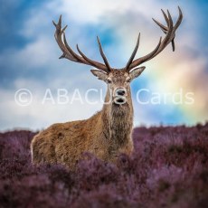 Nature Tales Red Deer Stag 160x160 Large Sq Nature Tales Red Deer Stag 160x160 Large Sq