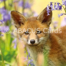 Nature Tales Red Fox 160x160 Large Sq