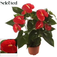 Anthurium Famous Red Selected 17cm