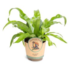 Asplenium antiquum 11cm Asplenium antiquum 11cm