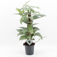 Epipremnum Pinnatum Cebu Blue 17cm Epipremnum Pinnatum Cebu Blue 17cm
