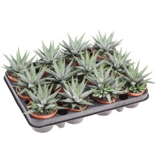 Haworthia fasciata concollor 8.5cm Haworthia fasciata concollor 8.5cm
