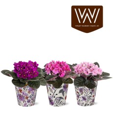 Saintpaulia in TGW What-Women-Want: SmartCup Lilly 12cm Saintpaulia in TGW What-Women-Want: SmartCup Lilly 12cm