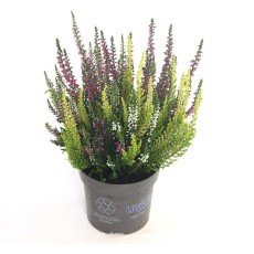 AUTUMN POT Calluna Beauty Ladies High Five 11cm