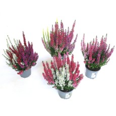 AUTUMN POT Calluna Beauty Ladies Starlight Trio 9.5cm
