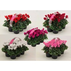 AUTUMN POT Cyclamen - Jumbo 6pk - Different colours per pack
