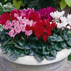 AUTUMN POT Cyclamen - Mini 9cm/10cm