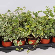 AUTUMN POT Hedera Helix - Mixed 9cm AUTUMN POT Hedera Helix - Mixed 9cm