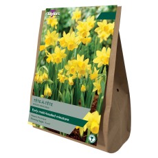 TAYLORS Species Narcissus Tete A Tete Value Bag