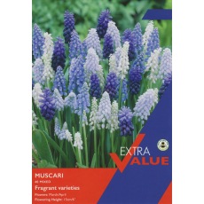 TAYLORS Muscari Mixed TAYLORS Muscari Mixed
