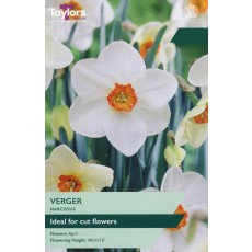 TAYLORS Narcissus Verger