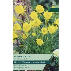 TAYLORS Species Narcissus Golden Bells