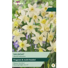 TAYLORS Species Narcissus Sailboat